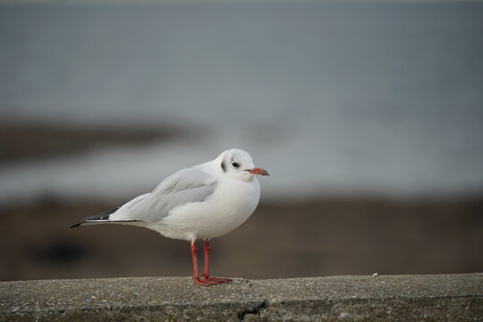Petite mouette sur un mur .