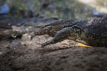 Obraz premium Asian water monitor (Varanus salvator) in its natural habitat 