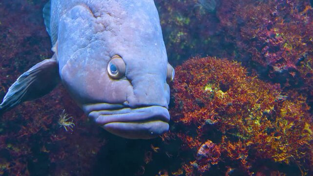 Close up of a large grouper fish slowly swimming around underwater beside a reef
