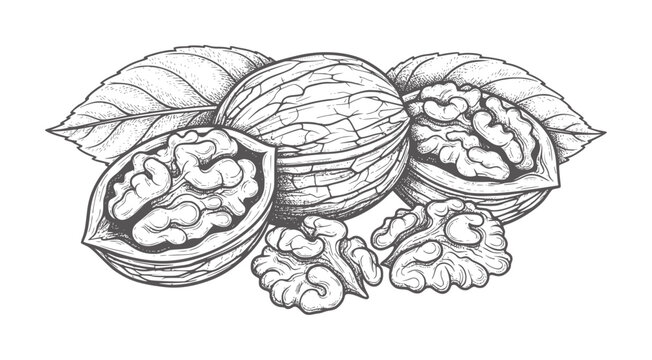 Hand drawn walnuts with leaves and cracked shells food healthy organic