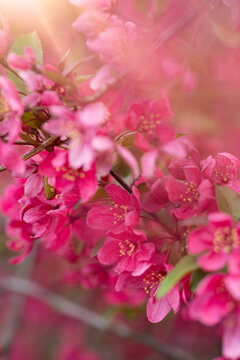 Pink Cherry blossom 
