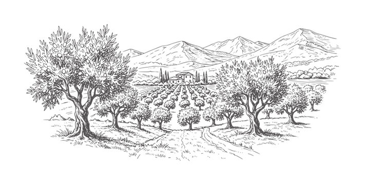 Rural landscape with olive grove and distant mountains and villa tree
