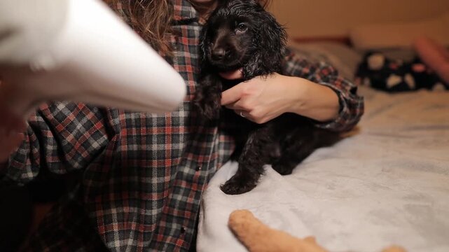 A woman blow-dries a young English Cocker Spaniel puppy after a bath, close-up portrait. A small, dark-brown English Cocker Spaniel puppy rests on the sofa.