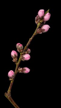 Macro time lapse blooming pink apricot flowers on tree branch, isolated on pure black background.