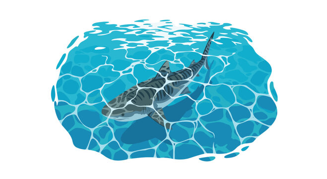 A striped tiger shark swims in clear blue water with light reflections on the surface, viewed from above.