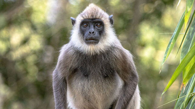 monkey face, gray Asian monkey direct poses bluer background 