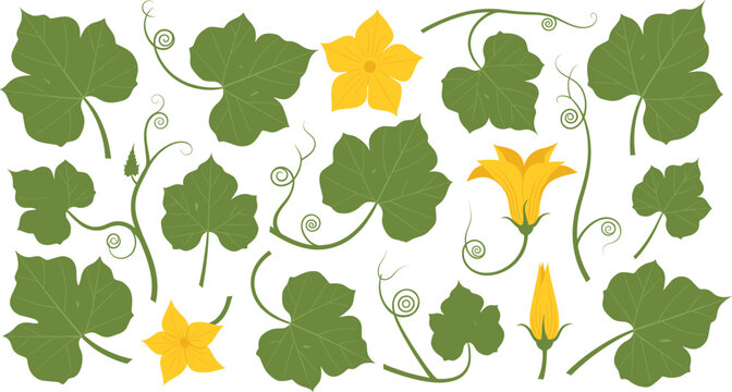 Cucumber or Pumpkin Vine Vector Set with Green Leaves Yellow Flowers and Tendrils Isolated on White Background for Gardening Nature Agriculture and Botanical Flat Design