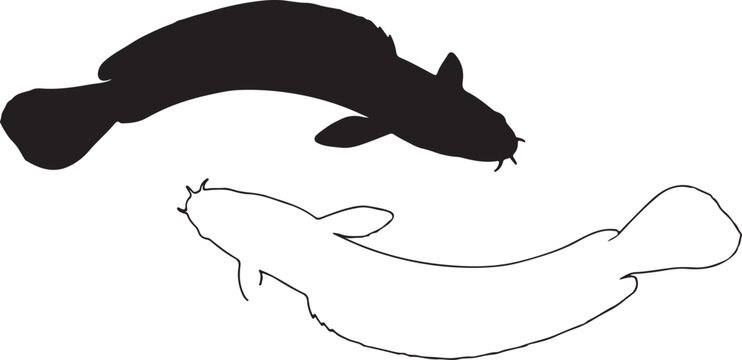 Silhouette of Baim (Spiny Eel)
Mastacembelus armatusa fish on white background. Vector illustration