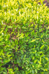 Fototapeta premium Peradeniya, Royal Botanic Gardens near of Kandy town in Sri Lanka. Cocaine plant, vibrant Green Foliage Texture Closeup: Lush Growth and Natural Beauty Illuminated by Sunlight in a Summer Garden