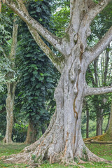 Fototapeta premium Peradeniya, Royal Botanic Gardens near of Kandy town in Sri Lanka. Ancient tree with prominent roots and textured bark, surrounded by lush green foliage, showcasing nature's resilience
