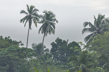 Fototapeta premium Lush Tropical Palm Trees and Dense Green Foliage Against a Serene, Overcast Sky in a Vibrant Jungle or Forest Landscape. Sri Lanka island in Asia.