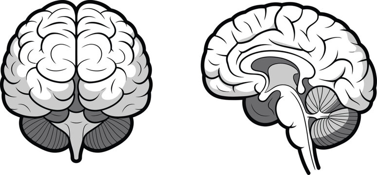 Brain anatomy illustrations, coronal and sagittal sections of the human brain, accurate vector design