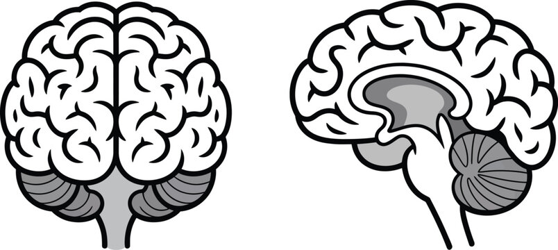 Brain anatomy illustrations, coronal and sagittal sections of the human brain, accurate vector design