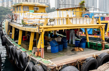 Aberdeen, Hong Kong, China : fishing boats and floating platforms used for seafood storage with dense public housing towers in the background