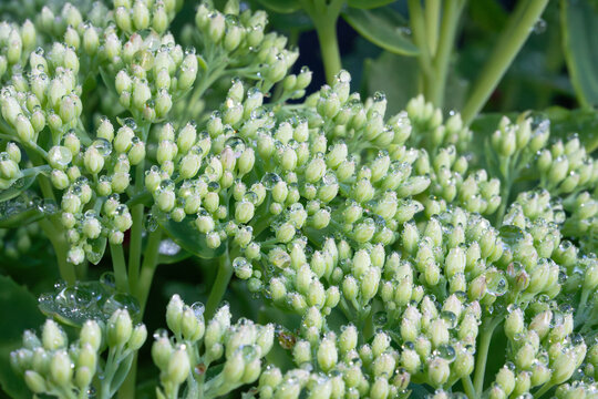 Young shoots of Hylotelephium telephium , orpine , with drops of rain