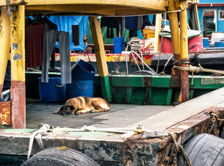 Aberdeen, Hong Kong : stray dog resting on fishing boat dock surrounded by equipment illustrating daily life in working harbor