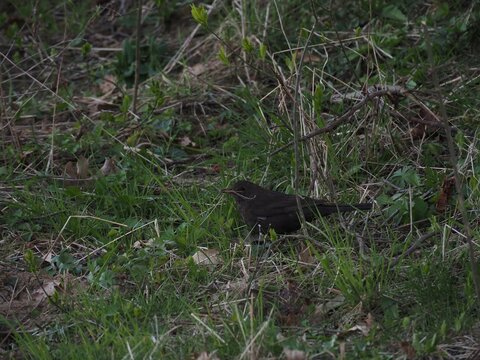 Female blackbird (Turdus merula) foraging for straw for her nest