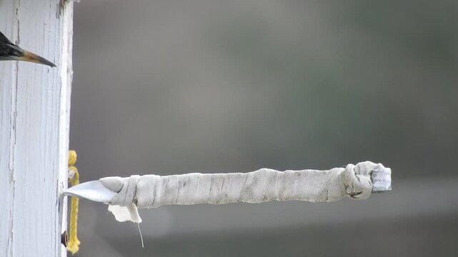 A wild bird, a house sparrow (female), is breathing heavily after repelling an attack by a starling (off-screen) in a fight for a bird house on a spring day
