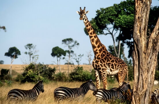 giraffe in the serengeti