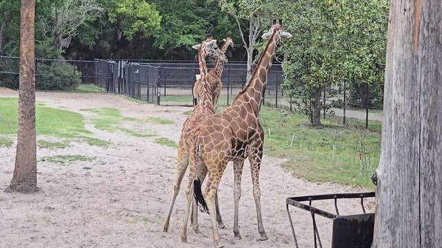 Footage of giraffes at Jacksonville Zoo and Botanical Gardens in Jacksonville Florida USA
