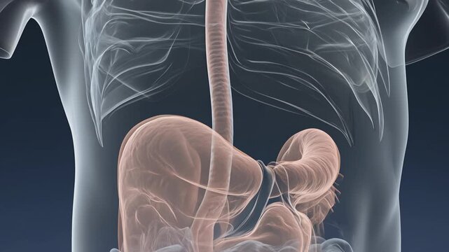 3D Illustration of Human Stomach and Esophagus Anatomy