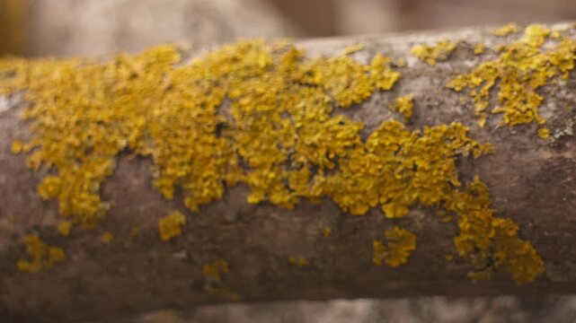 Close-up of a cut dry walnut branch with yellow lichen growing on it, camera smoothly pulling focus from blurred background to the lichen, captured in natural light.