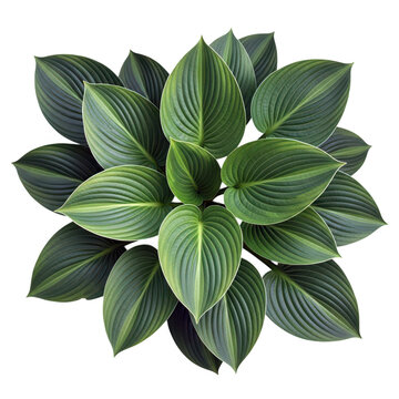 Hosta plant leaves isolated transparent background garden greenery natural foliage lush green texture.