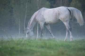 Obraz premium white horse grazing at pasture at late evening- night fog. white nights