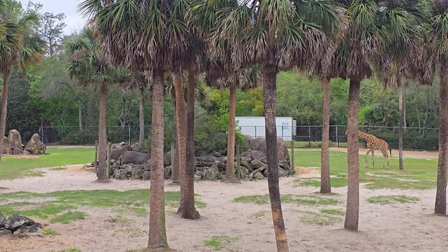 Footage of giraffes at Jacksonville Zoo and Botanical Gardens in Jacksonville Florida USA
