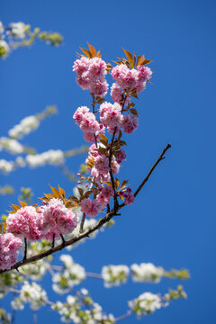 Fioritura di fiori rosa di ciliegio giapponese, prunus serrulata, in un parco italiano in primavera
