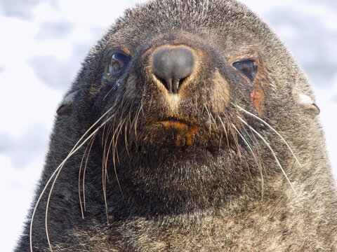 foca, leon marino, antartica, antartida, foca leopardo, lobo marino