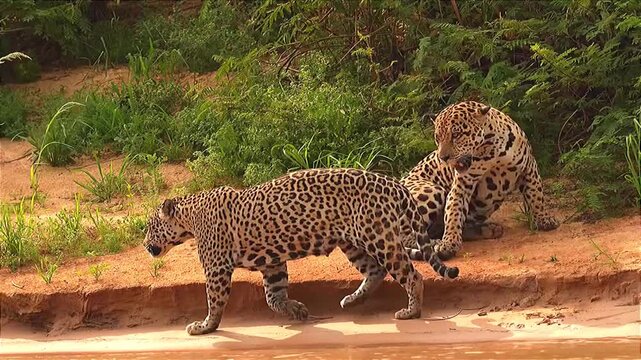Two Leopards in Natural Habitat Wildlife Scene