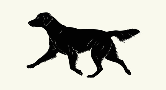 Silhouette of a Flat-Coated Retriever dog walking gracefully.