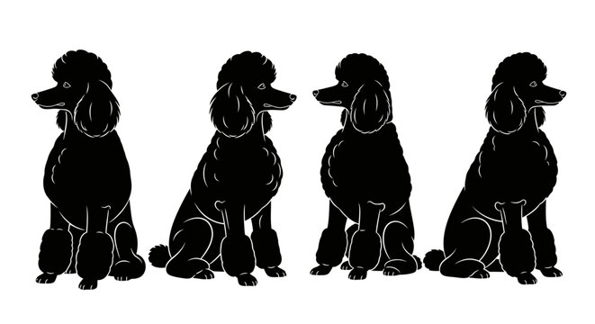 Four black poodle silhouettes sitting in a row on a white background.