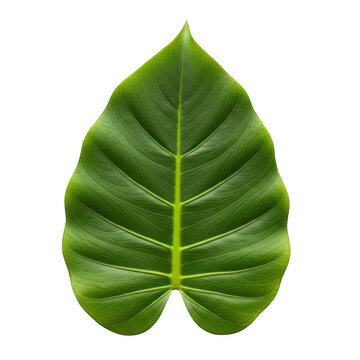 A large green leaf with a yellow midrib png
