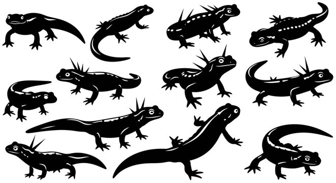 Collection of various salamanders and newts in silhouette, showcasing different poses and species.