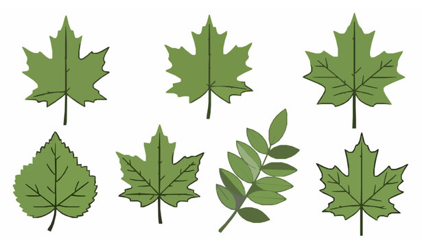 Flat vector maple ash leaves isolated botanical illustration set