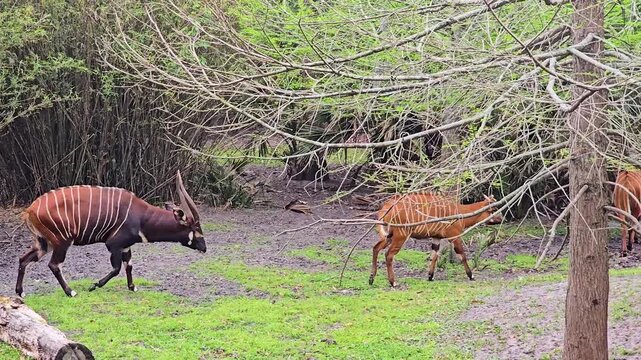Footage of antelopes at Jacksonville Zoo and Botanical Gardens in Jacksonville Florida USA
