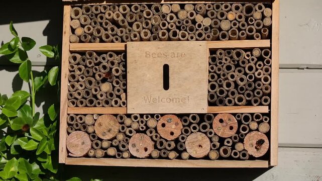 many female european orchard bees with a fox-red abdomen flying in front of a wooden insect hotel in the sunlight	