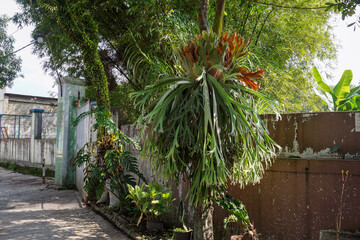 A staghorn fern plant growing luxuriantly on a tree trunk in a garden. Its lush, fresh green leaves hang down against a backdrop of brown walls and lush trees. © Abu Tami