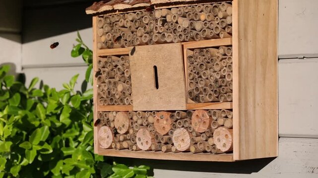 many female european orchard bees with a fox-red abdomen flying in front of a wooden insect hotel in the sunlight	