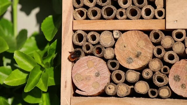 a female european orchard bee with a fox-red abdomen in a wooden insect hotel crawling into a breeding tube in the sunlight	