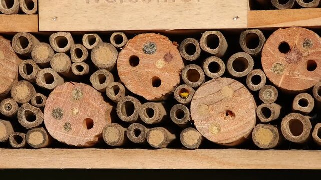 a female european orchard bee with a fox-red abdomen in a wooden insect hotel crawling into a breeding tube in the sunlight	
