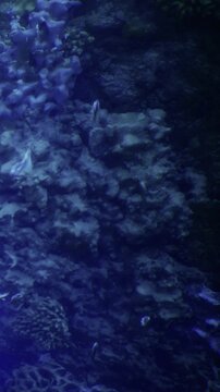 A coral reef underwater is visible with different shapes and colors. Sunlight filters through the water creating a bright blue effect. Small fish swim around the coral in this ocean habitat.