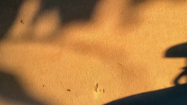Cinematic leaf shadow moving on warm golden wall during sunset