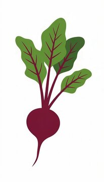 beetroot illustration 