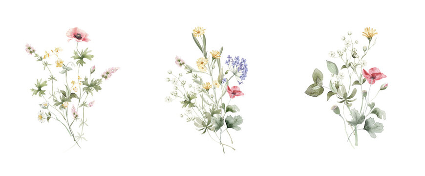 Wildflowers set, watercolor  illustration. Perfect for  wedding invitation, poster, card design. Mother's Day, Birthday, Valentine's day decoration. Pastel small flowers with delicate stems