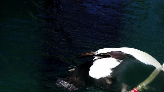 Eider duck swimming in clear water, diving to retrieve an object, and resurfacing with a visible item, showcasing natural behavior in a serene aquatic environment