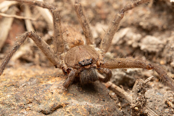 Obraz premium Hairy brown spider macro spider face close up ground dwelling spider eight eye spider hairy leg arachnid natural habitat detail woodland floor macro camouflaged spider predator