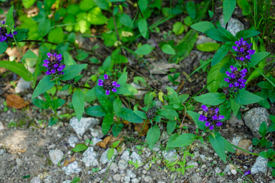 Prunella vulgaris var lilacina is a perennial herb in Korea featuring dense flower clusters. This botanical specimen grows in sunny fields and meadows for herbal medicine study.
